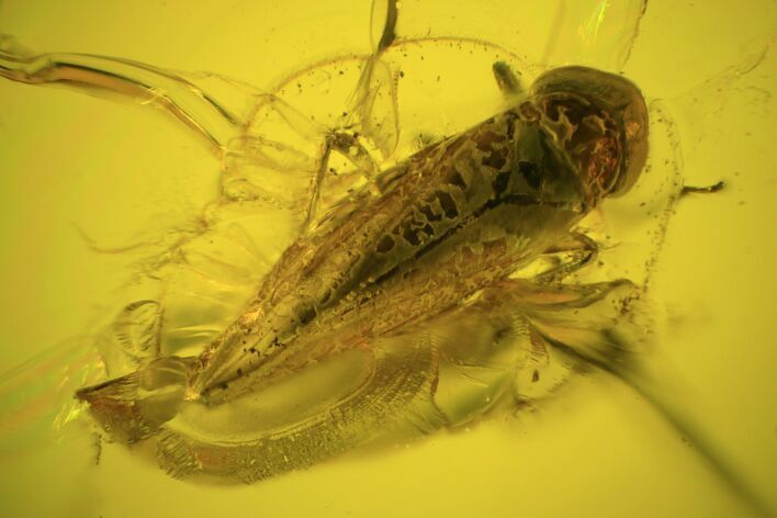 Fossil Cicada (Auchenorrhyncha) In Baltic Amber #59408